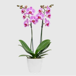 Orchid