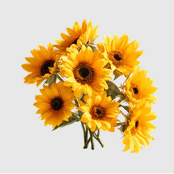 Yellow Sunflowers