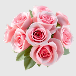 Pink Roses