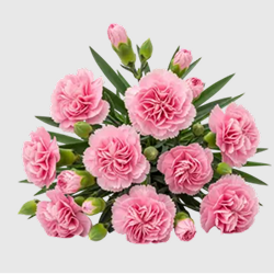 Vibrant Pink Carnations